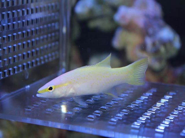 Video of Golden Basslet!  One of four new videos from Blue Harbor.