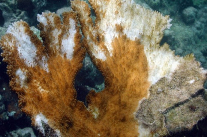 Viral disease - particularly from Herpes - might cause coral decline