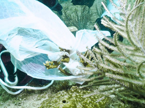 Volunteers haul 357 pounds of trash off South Florida reefs