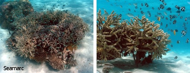 Waldorf Astoria Maldives begins coral reef restoration program
