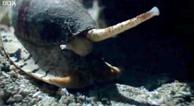 Watch as a venomous cone snail captures its prey 