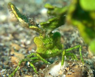 We present to you: The Halimeda Crab