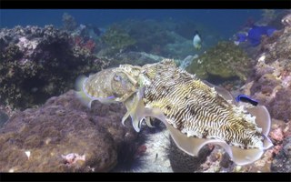 Cuttlefish Consummate ... [X-rated video]