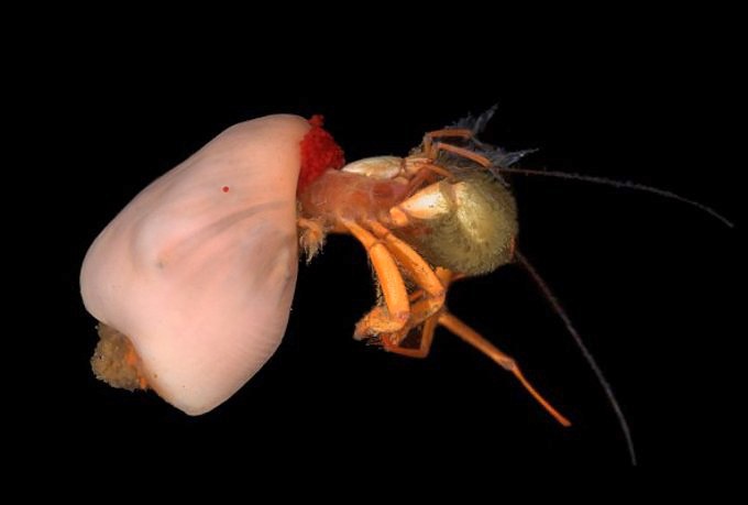 When no other shell is available, a hermit crab uses an anemone instead