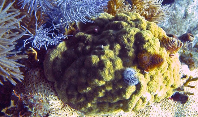 Where your corals are collected matters