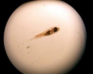 Why the time a species spends as planktonic larvae doesn't factor into geographic extent