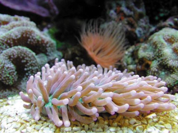Would you stop touching me?! How one coral moves away from toxic neighbors