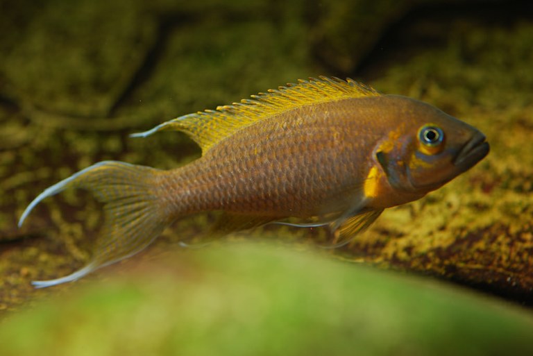 You know how dogs mark their territories with pee?  Cichlids do it, too.