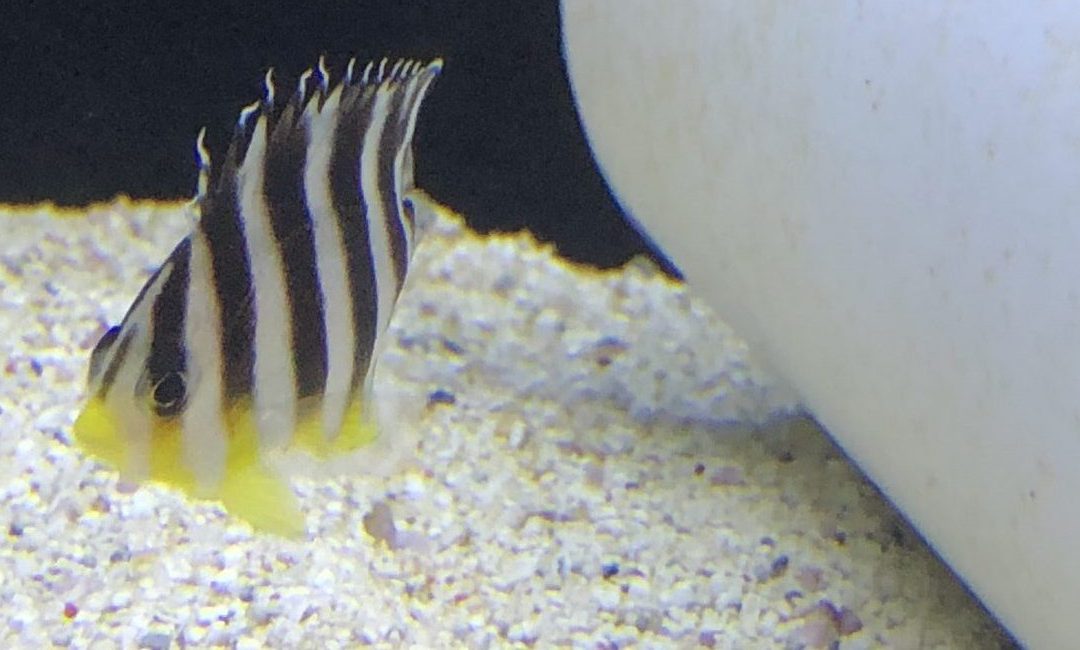 Aquaculture Spotlight: The Multibar Angel