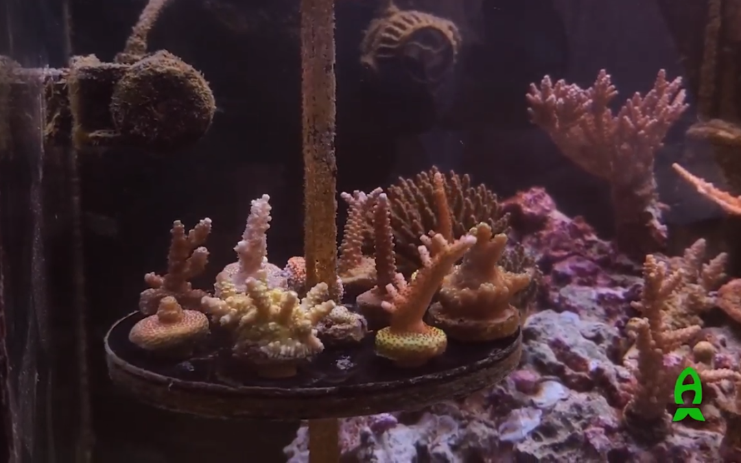 Reefs.com Afishionado Scholarship : Harry Singer
