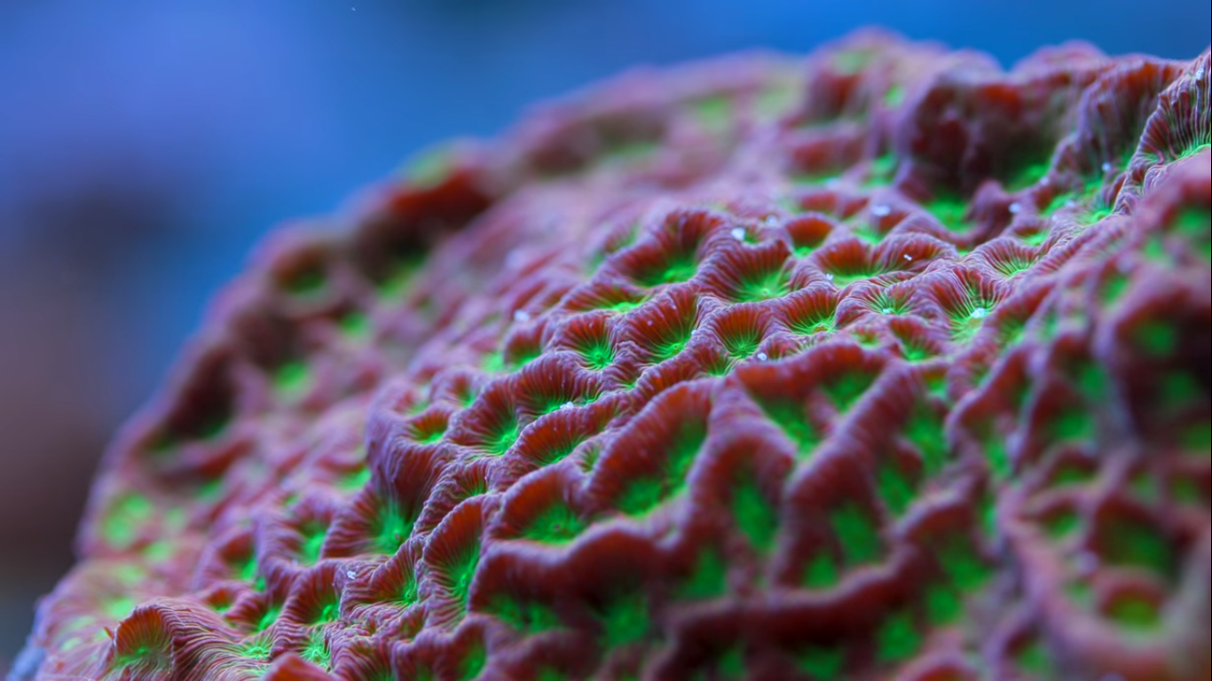 Leptoseris Coral Care Tips