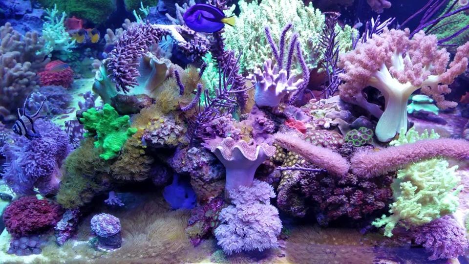 Marine Aquarium Issue? Give the Fix Time to Take Effect