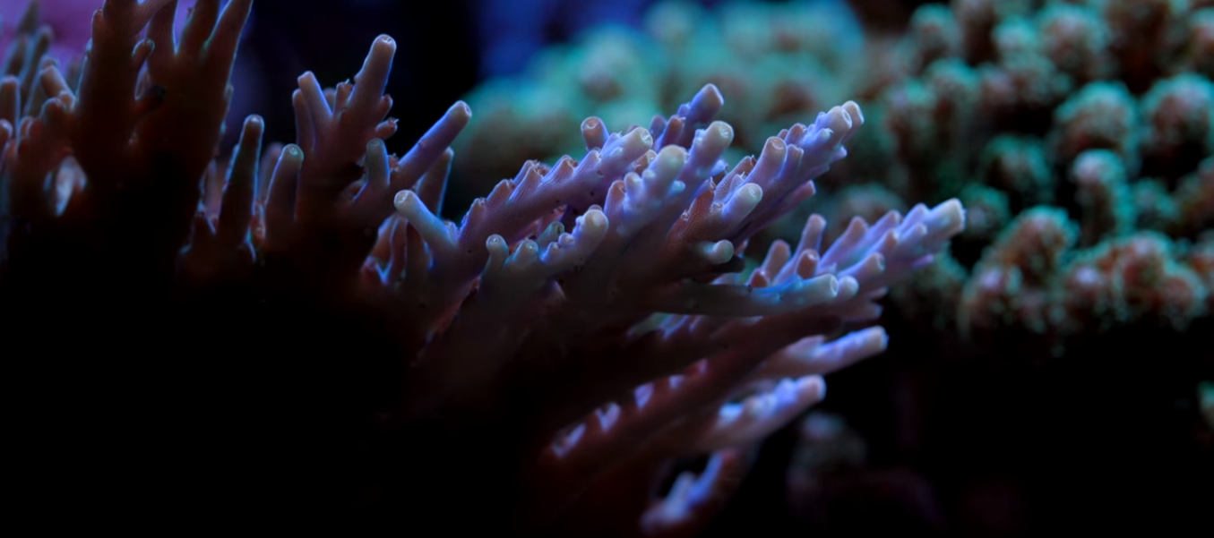 Coral Nutrition: Dosing Amino Acids in the Reef Aquarium