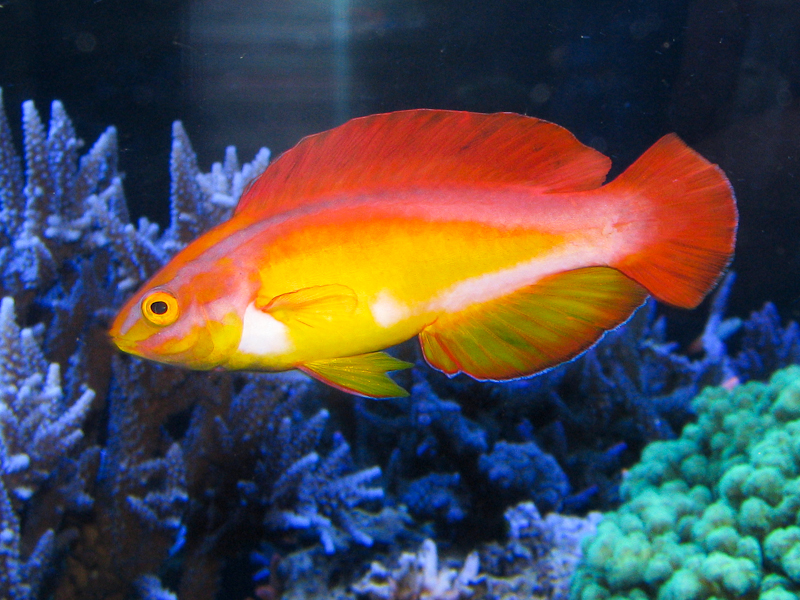 Aquarium Fish: The flame fairy wrasse with observations on spawning