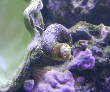 Vermetid Snails