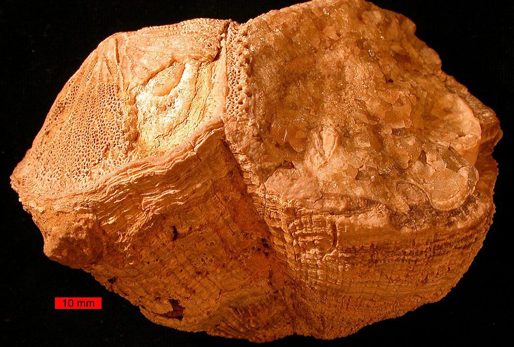 What a Fossil Clam Can Tell Us About Earth’s Deep Past