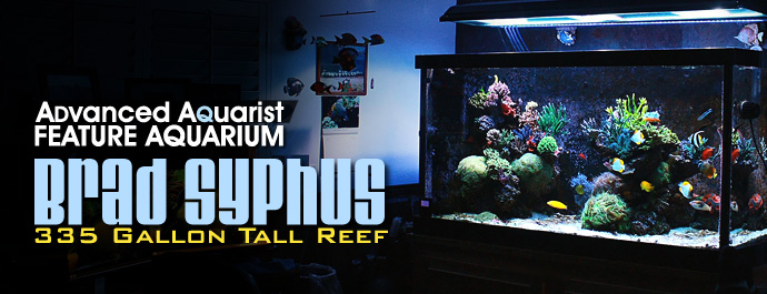 Feature Aquarium: The 335 gallon Tall Reef of Brad Syphus