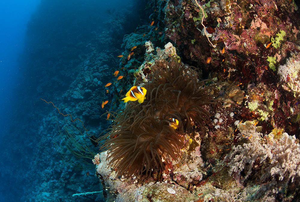 Why Do Underwater Photographers Use Huge Flash Guns?