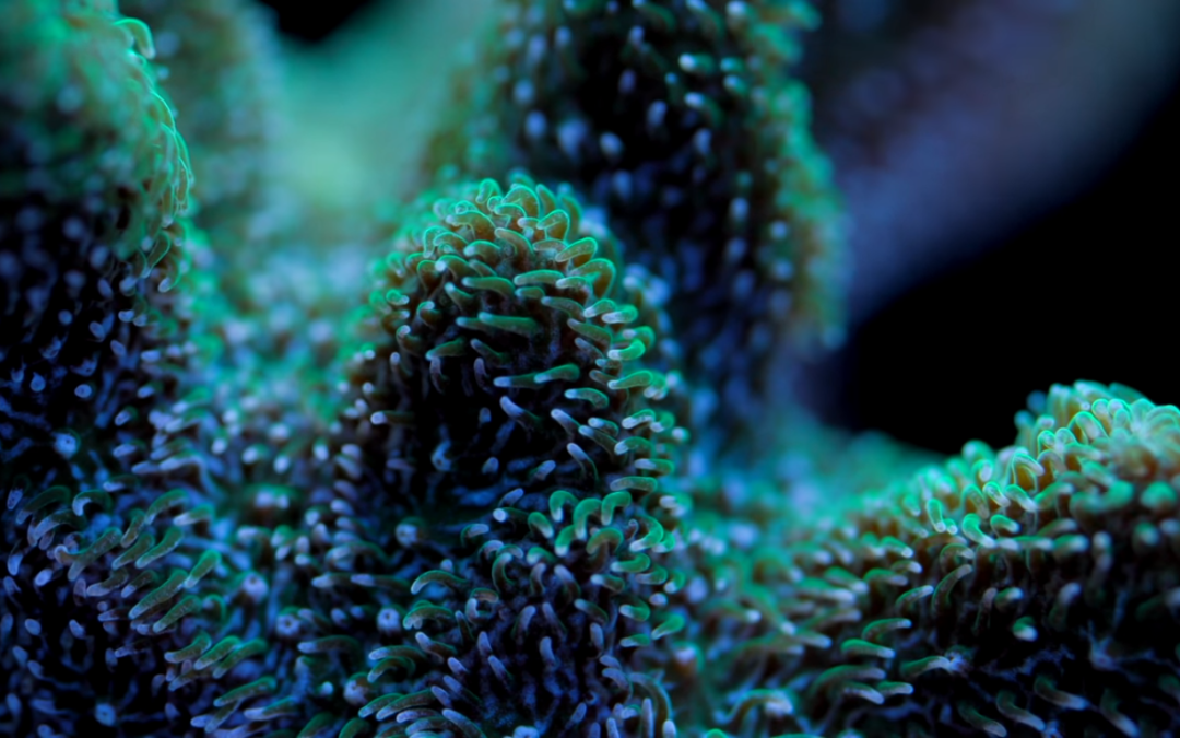 Psammocora Coral Care Tips