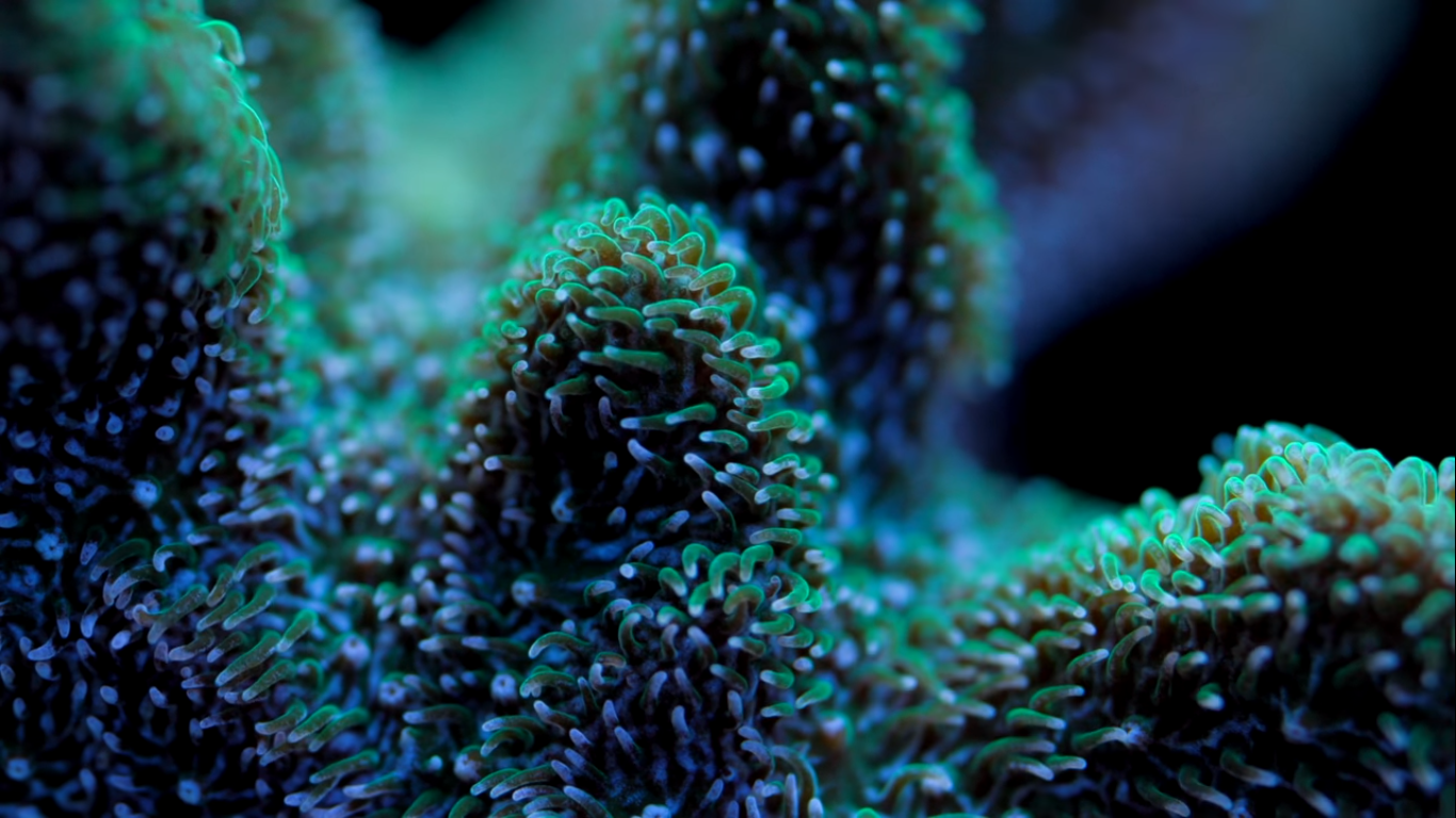 Psammocora Coral Care Tips