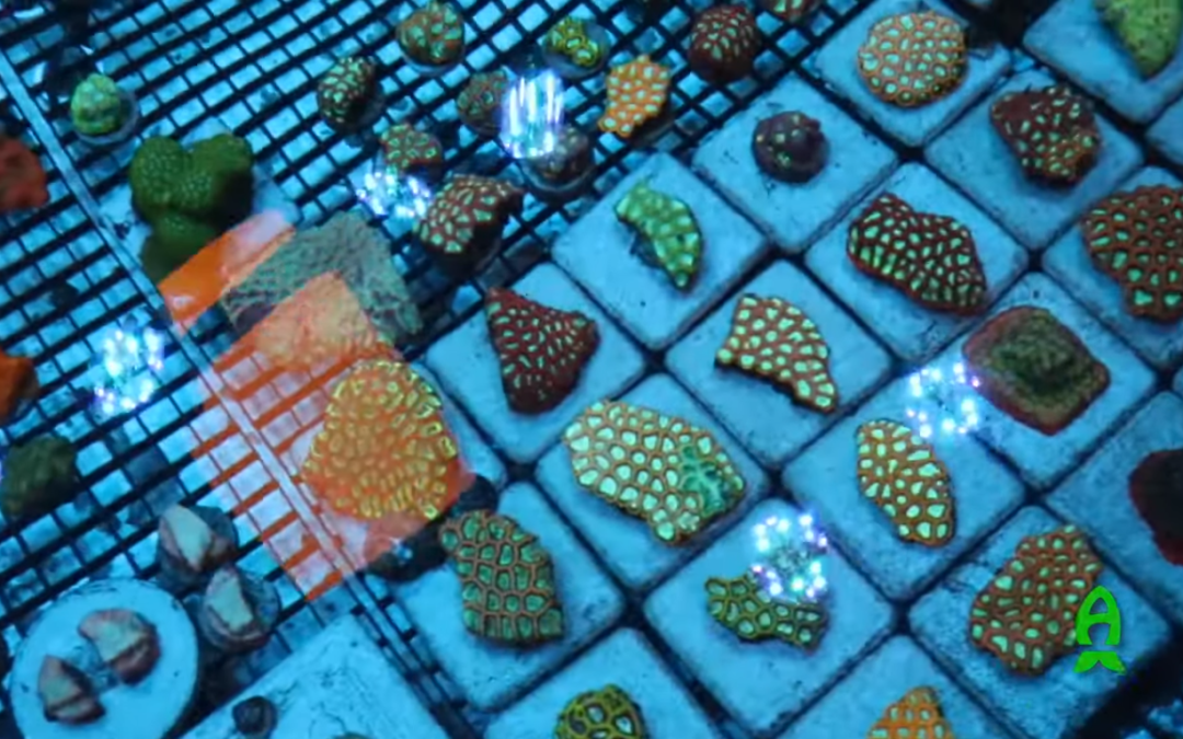 Corona Virus: How it is Affecting our Local Fish Store and Some Helpful Tips