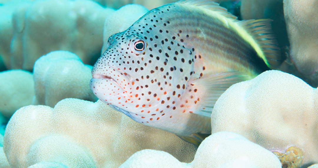 Some Odd And Hard to See Fish From the Red Sea