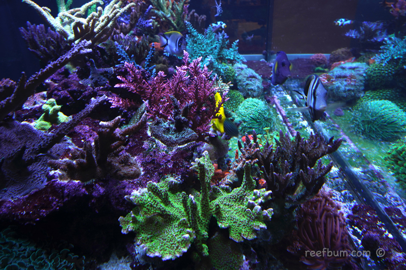 coral-tank-reefs.jpg