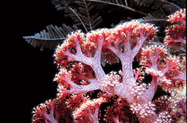 Non-photosynthetic Corals: They really are hard!