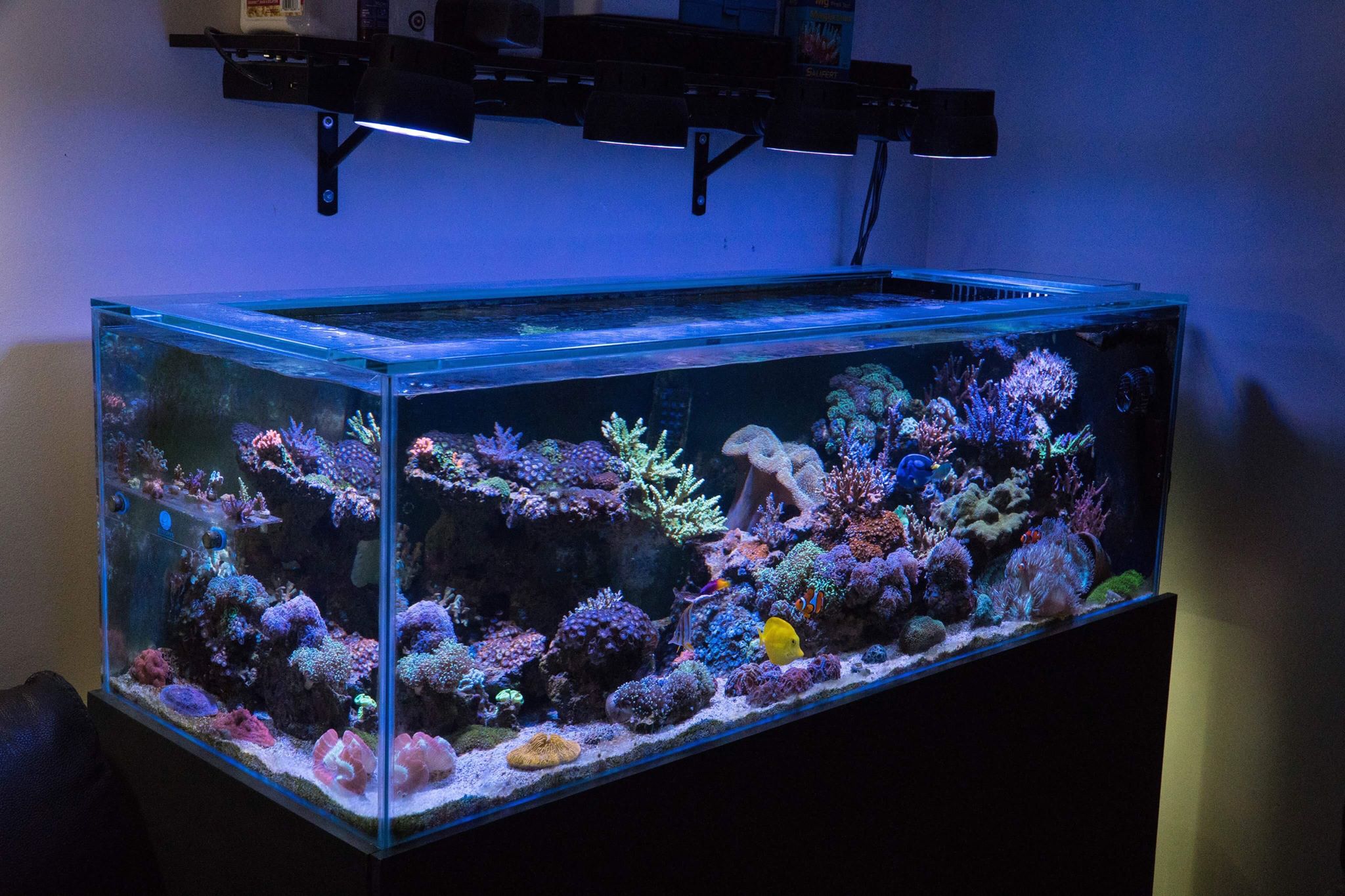 An Introduction to Reef Keeping