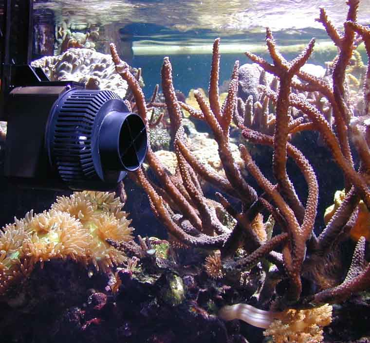 Advanced Beginnings: The Basics Of Water Movement In The Reef Aquarium