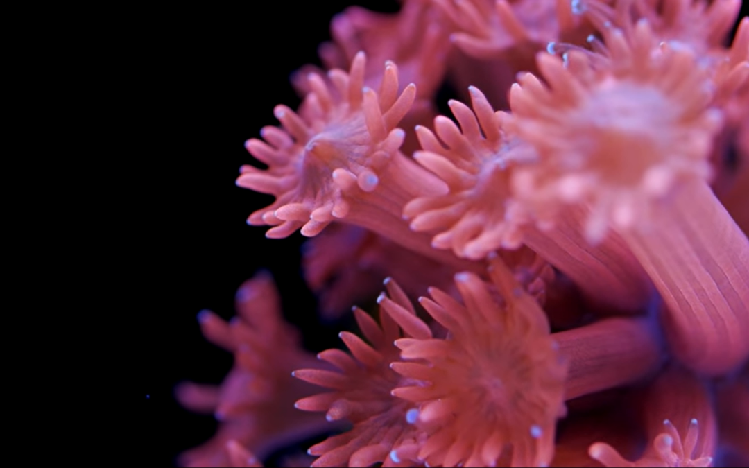 Goniopora Coral Care Tips