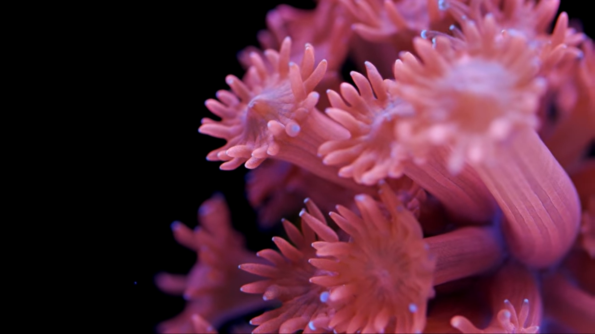 Goniopora Coral Care Tips
