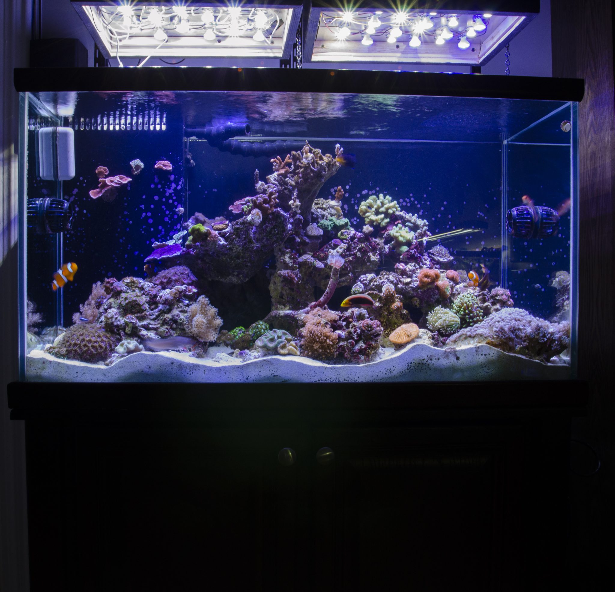 Reef Breeders Photon V2+ LED Light The Definitive Review