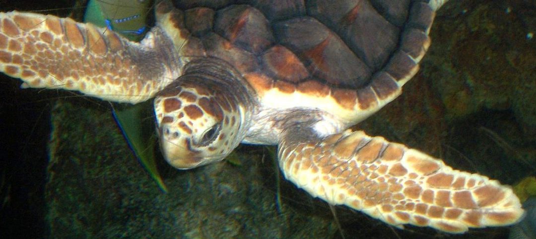 Learn at Home with the Loggerhead Marinelife Center