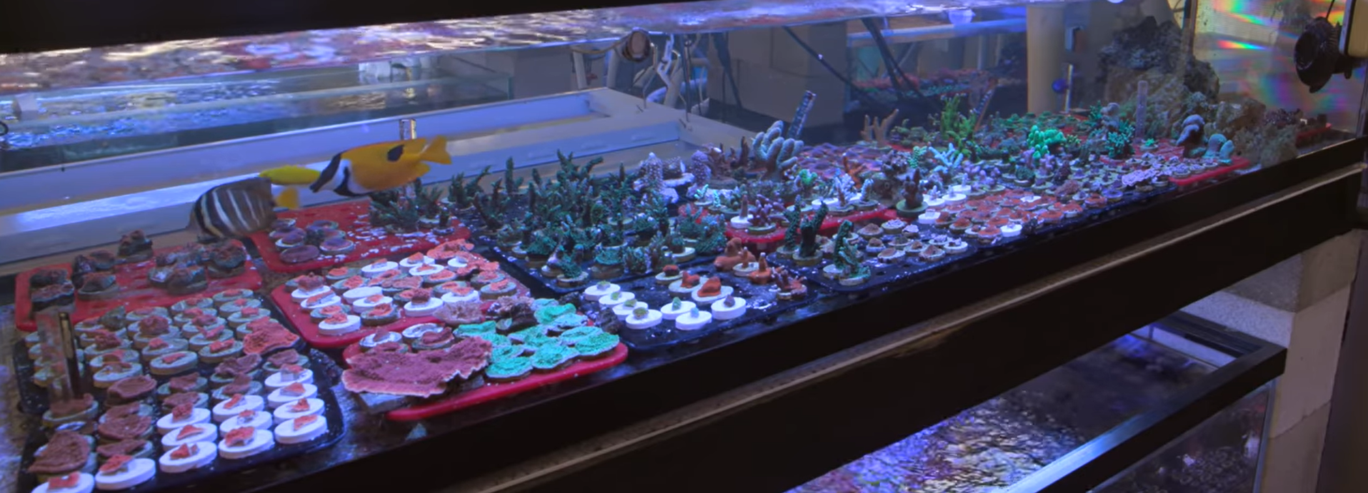 May 2020 Coral Farm Update