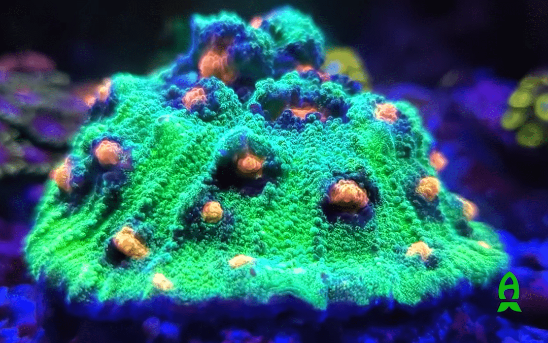 Monday Archives: Reefs.com Tank Show Off – Holla at cha reef boy!