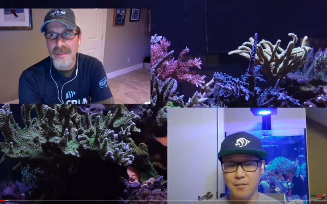 Richard of Reefs.com joins ReefBum’s livestream