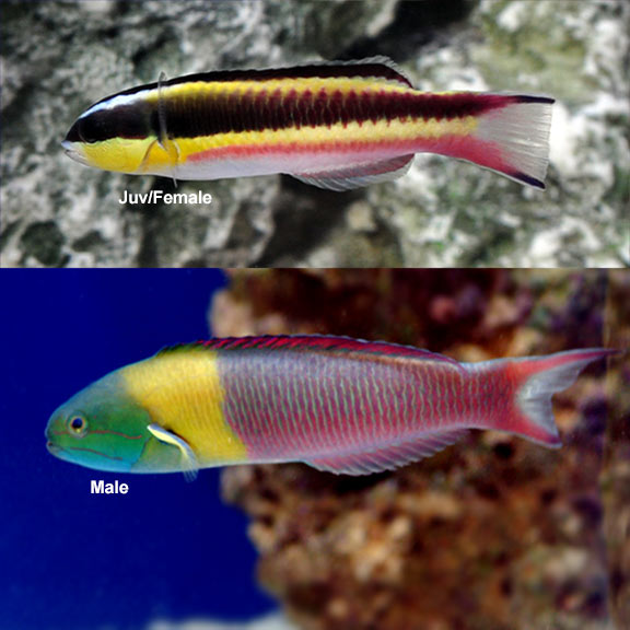 Paddlefin Wrasse