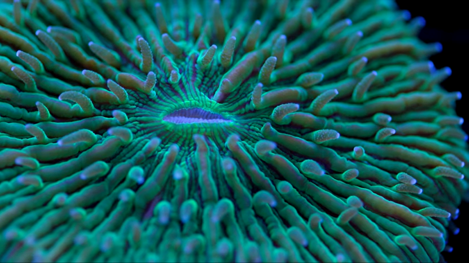 Plate coral care