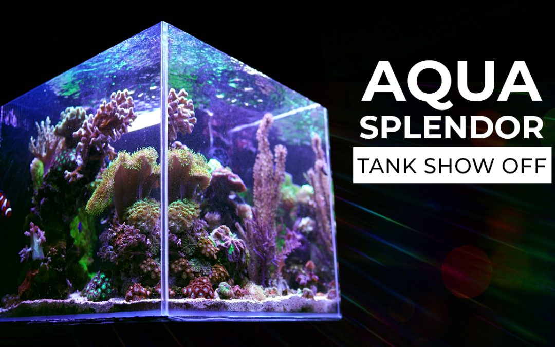 Reefs com Tank Show Off : Aqua Splendor