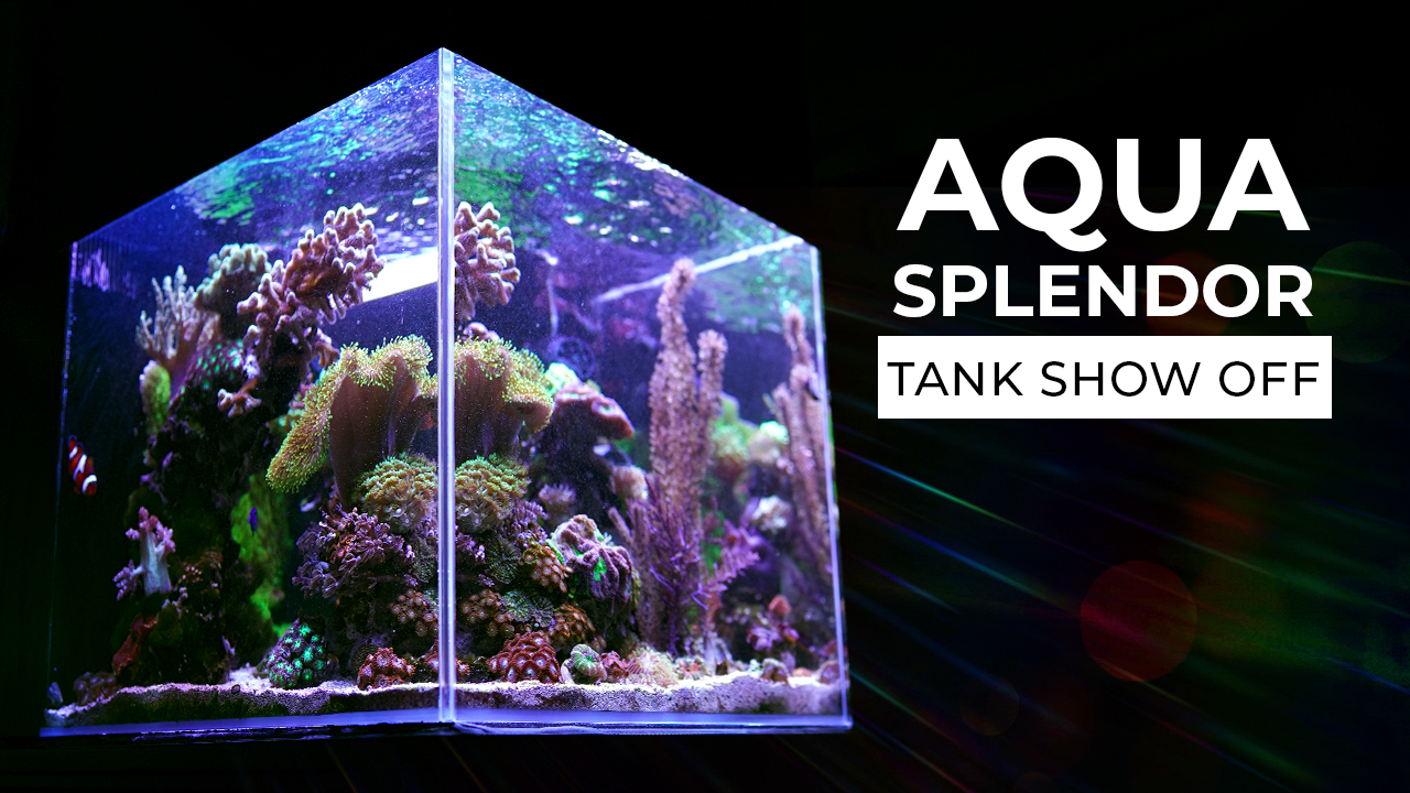Reefs com Tank Show Off : Aqua Splendor