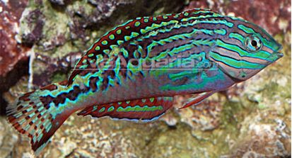 Super Star Of The Reef: The Blue Star Leopard Wrasse–Macropharyngodon  bipartitus