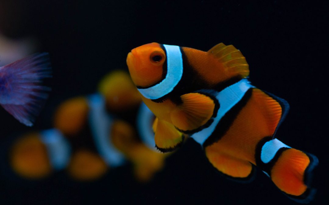 Clownfish Biodiversity: An Introduction