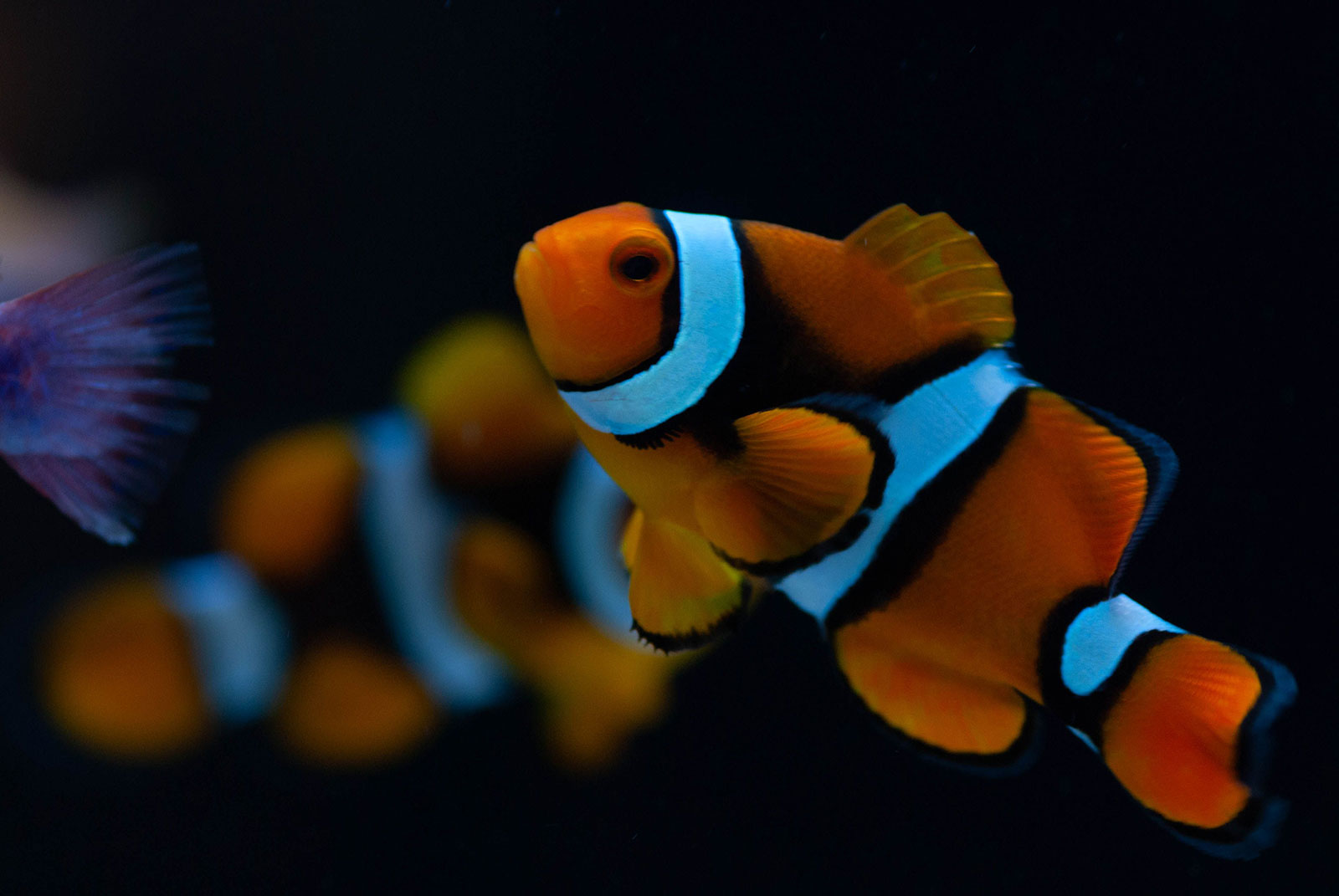 Clownfish Biodiversity: An Introduction