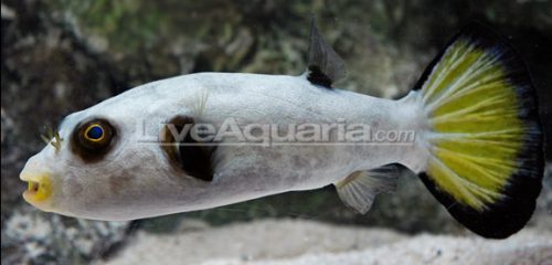 Immaculatus Puffer