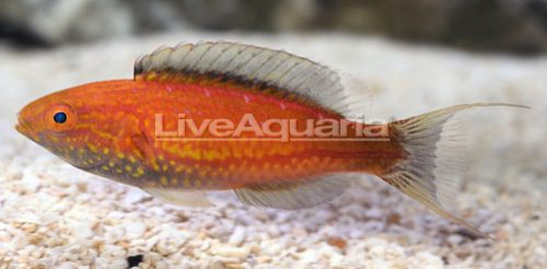 Lunate Fairy Wrasse