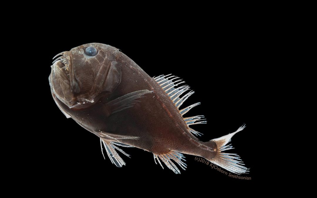 The Blackist Fish?