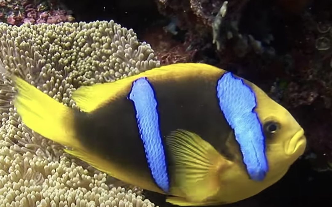 The Chrysopterus & Akindynos Groups