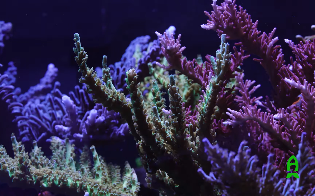 Reefs.com – Tank Show Off! Keith Berkelhamer of ReefBum