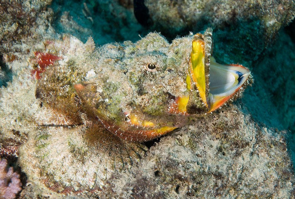 Another Great Bit of Camouflage
